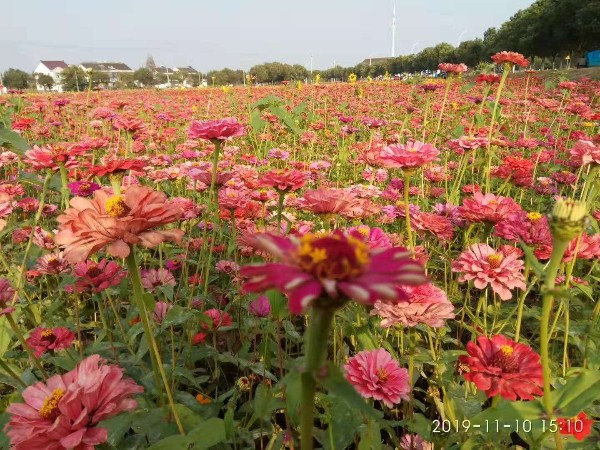 尊水向花兒一樣開(kāi)放在大地上